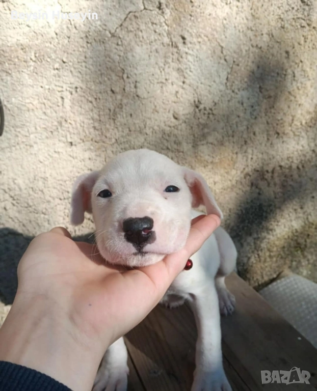 дого аржентин продава се*, снимка 1