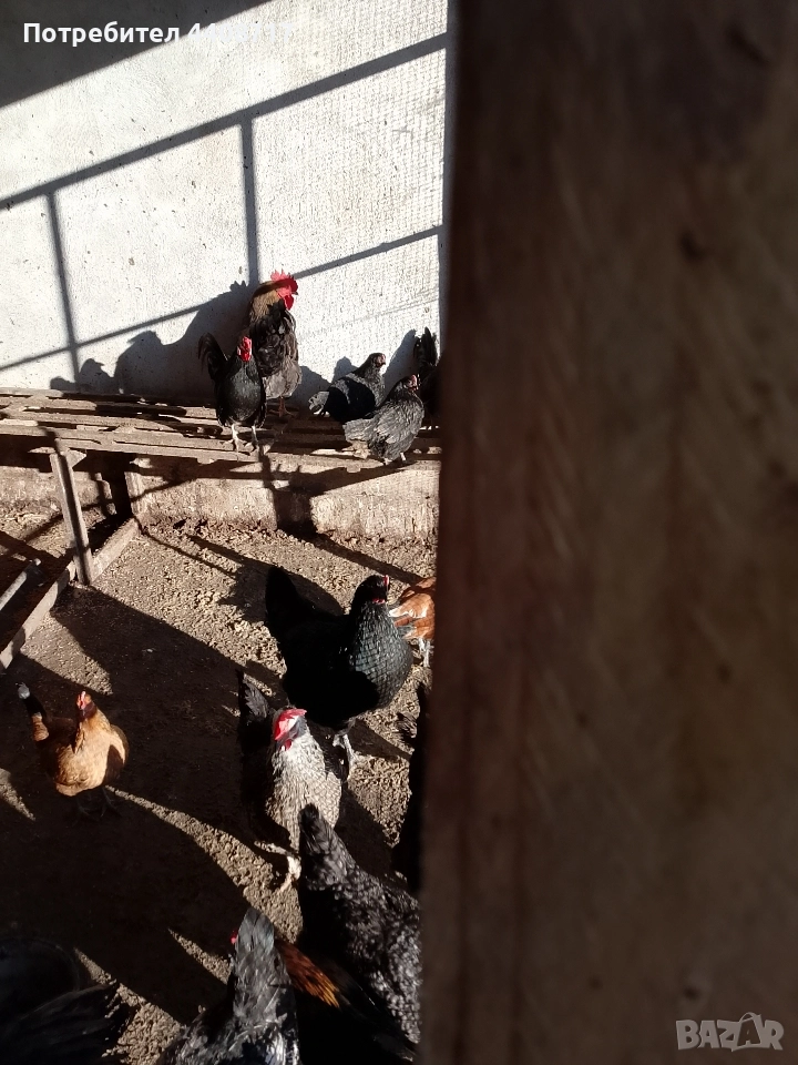 патици, снимка 1