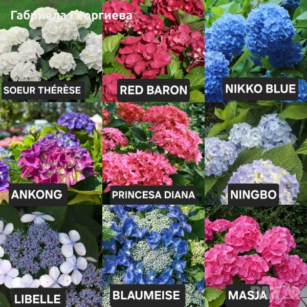 Хортензия за сянка , снимка 1