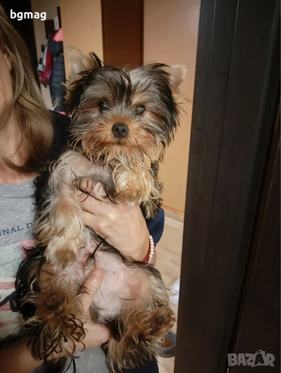 Йоркширски териер. Йорки., снимка 1