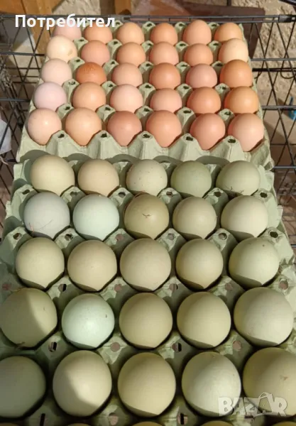 Пресни яйца, снимка 1