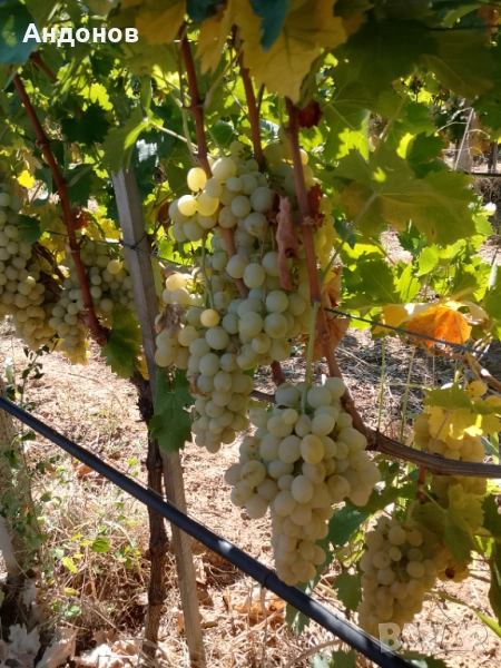 Грозде сорт Италия, снимка 1