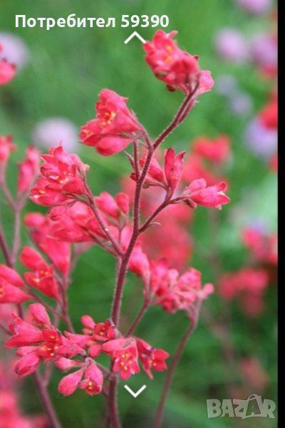 Растения без саксия 	Хойхера (Heuchera), снимка 1