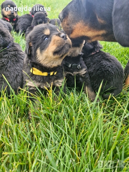 Ротвайлер, снимка 1