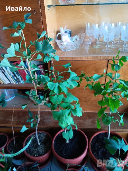 Гинко билоба, снимка 1