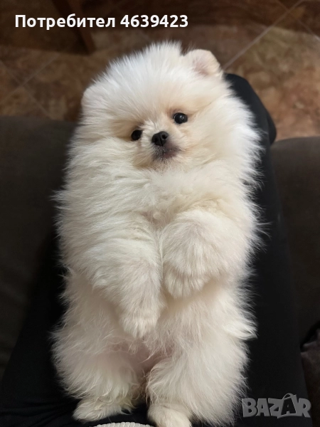 Мини женски померан, снимка 1