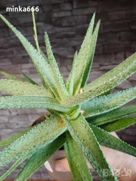 Рядък вид алое, снимка 1