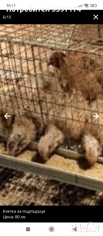 пъдпъдъци мъжки , снимка 1