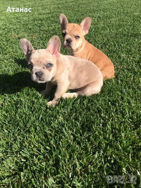 Френски булдог, снимка 1