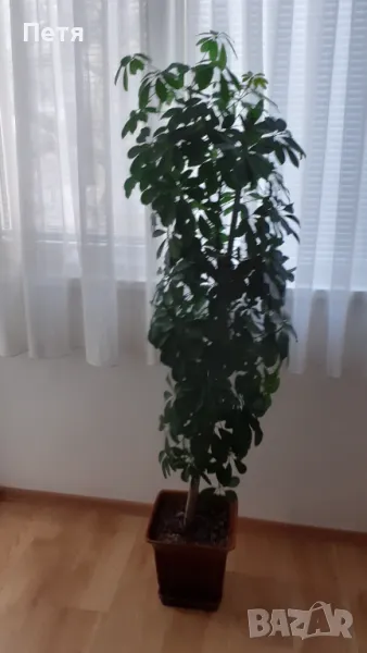 Продавам шефлера висока 1м.със саксията за 15 евро, снимка 1