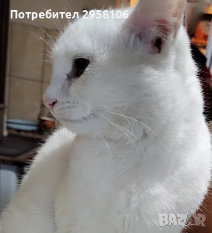 снежно бели котенца, 5мес., снимка 6 - Британска късокосместа - 56191125