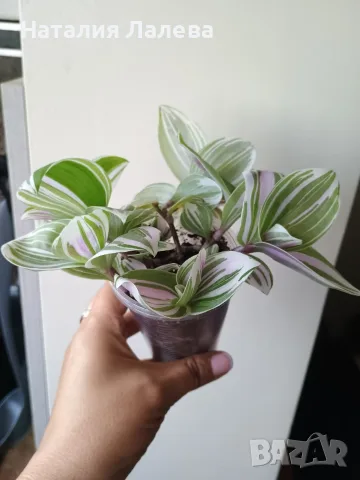 Традесканция, tradescantia albiflora Giant, снимка 2 - Стайни растения - 55231574