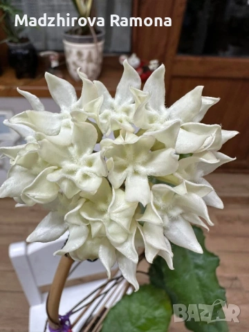 Hoya Versteegii , снимка 3 - Стайни растения - 53788809