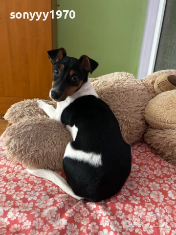 ДЖАК РЪСЕЛ 0201262022, снимка 8 - Джак ръсел териер - 52957926