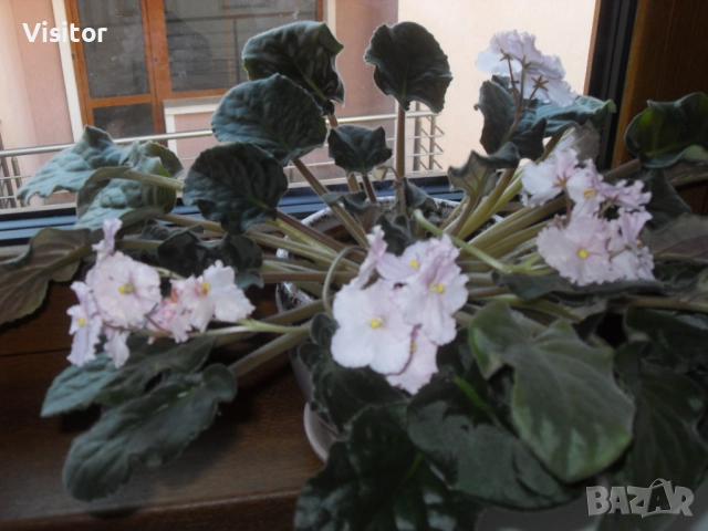 Samsung L200 Digital Camera   -10.2 МРх, снимка 13 - Фотоапарати - 52805441