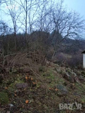 Парцел със стара къща в село Байлово, снимка 4 - Парцели - 52514791