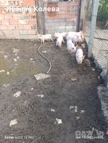 Продавам прасенца домашни теl 0896132959 , снимка 1