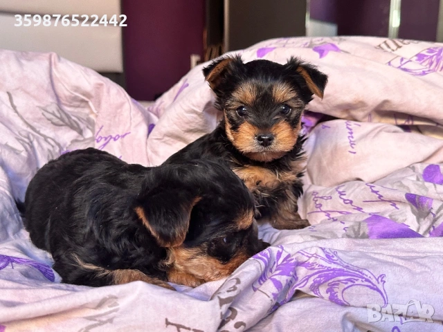 Йоркита, йоркширски териери , снимка 3 - Йоркширски териер - 53381366