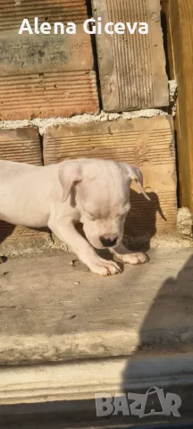 Argentinska doga, снимка 4 - Дого аржентино - 55838775