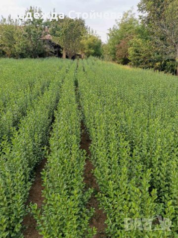 Лигуструм зелен (Ligustrum Ovalifolium)на гол корен, снимка 3 - Градински цветя и растения - 44290761