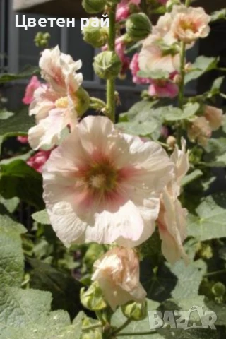 Домашни семена на цветя , снимка 4 - Градински цветя и растения - 51020468