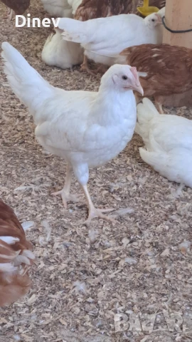 Бял легхорн, ярки, кокошки 
