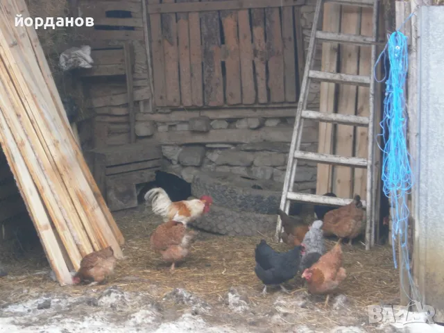 свободни петли, снимка 5 - Кокошки и пуйки - 48934440