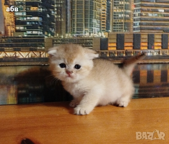 Златни клепоухи котенца , снимка 2 - Британска късокосместа - 52795816