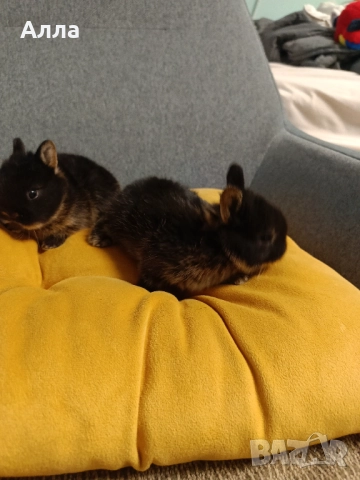 Декоративно зайче Холандско джудже, снимка 3 - Декоративни зайчета - 52528106