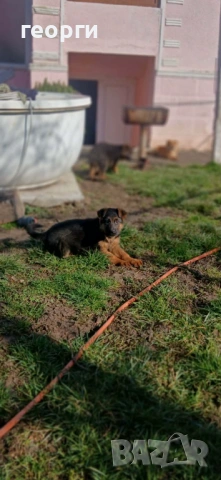 Малки Немски Овчарки, снимка 7 - Немска овчарка - 52824581