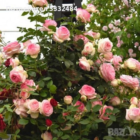 Роза 59, снимка 5 - Градински цветя и растения - 41902824