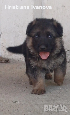 Чистокръвни немски овчарки, снимка 4 - Немска овчарка - 53779107