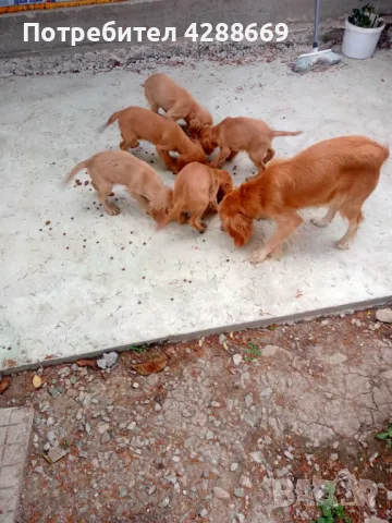 Малки кученца - кокер шпаньол - 3 бр., снимка 1