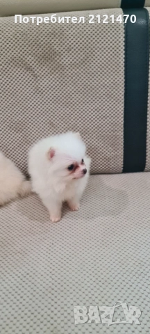 Мини пумерани две момченца на 3 месеца.