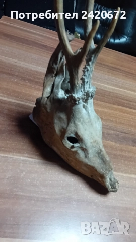 глава на елен сика, снимка 4 - Други ценни предмети - 52386067