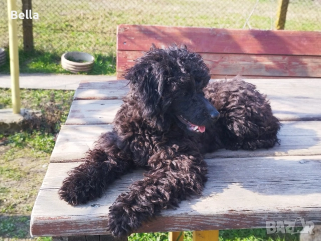 Мини пудел , снимка 10 - Пудели - 53701466