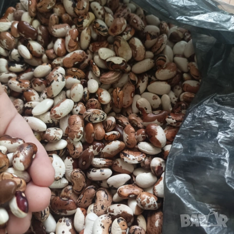 Бял и шарен боб , снимка 3 - Домашни продукти - 53627757