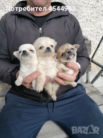 Малки чихуанчета , снимка 13 - Чихуахуа - 53402445
