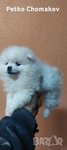 померан, снимка 3 - Померан - 53143079