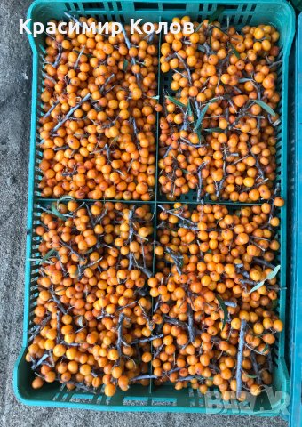 Облепиха, лечебни плодове и растения,супер храни,билки, снимка 7 - Градински цветя и растения - 34161365