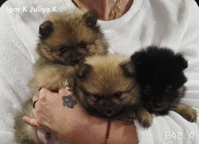 Померанчета, пухави топки, снимка 3 - Померан - 52665609