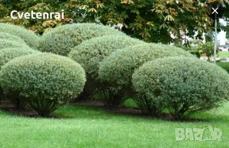 Джуджевидна Върба, снимка 1