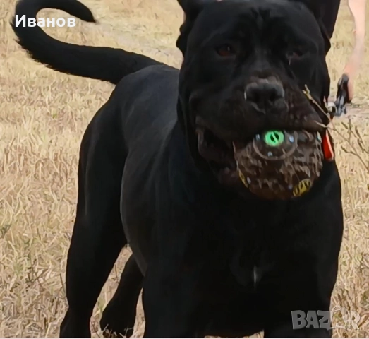 Кане Корсо женско, снимка 3 - Кане корсо - 50927005