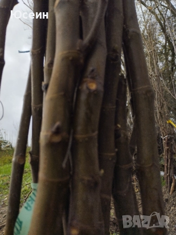 Фиданки от смокиня, снимка 6 - Градински цветя и растения - 52578902