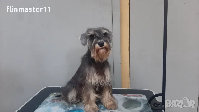 Мини шнауцер кученце