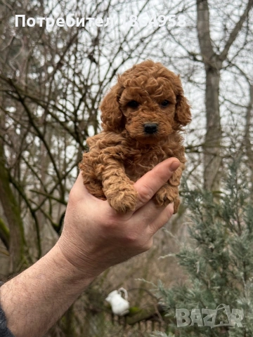 СУПЕР МИНИ ТОЙ ПУДЕЛ Доставка, снимка 6 - Пудели - 53514145