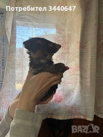 Мъжко йорки, снимка 11 - Йоркширски териер - 53797891