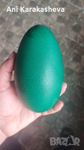 Разплодни яйца от ему