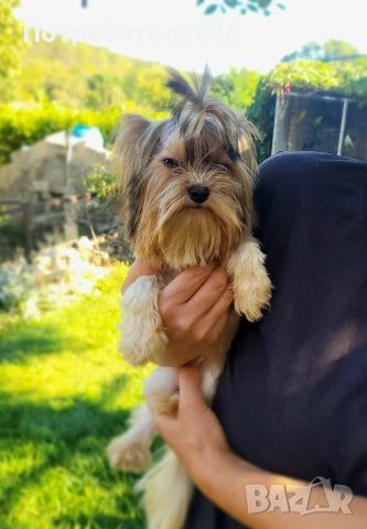 Бивер Йоркширски териер-бивър, снимка 11 - Йоркширски териер - 53761982