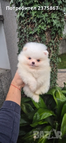 2 мъжки померанчета,померан